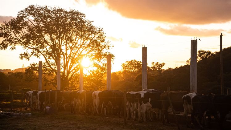 Rebanho de vacas em área rural ao pôr do sol, representando a origem do leite utilizado nos produtos Verde Campo.